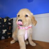 Elowen Golden Retriever 01