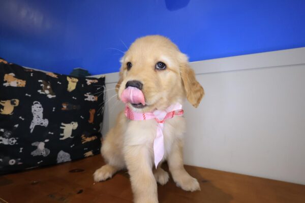 Elowen Golden Retriever 01