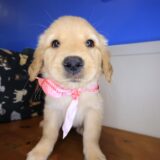 Elowen Golden Retriever 02