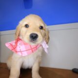 Elowen Golden Retriever 04