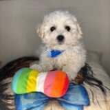 Elvis Bichon Frise 01