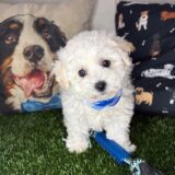 Elvis Bichon Frise 02