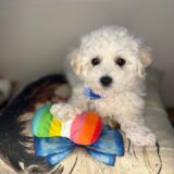Elvis Bichon Frise 03