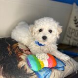 Elvis Bichon Frise 04
