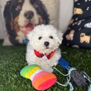 Ernie Bichon Frise 01 Ernie Bichon Frise 01