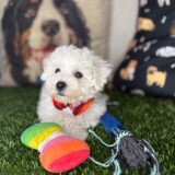 Ernie Bichon Frise 02