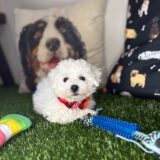 Ernie Bichon Frise 03