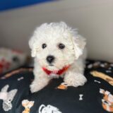 Ernie Bichon Frise 04