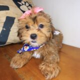 Eska Shihpoo 02