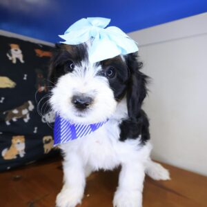 Eva Bernedoodle 01 Eva Bernedoodle 01