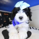 Eva Bernedoodle 02