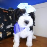 Eva Bernedoodle 03