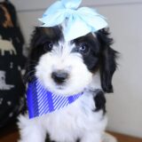 Eva Bernedoodle 04