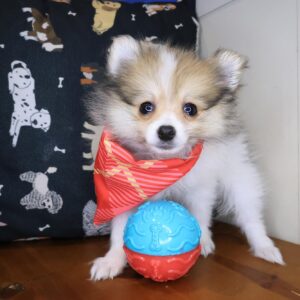 Fawn Pomeranian 01 Fawn Pomeranian 01
