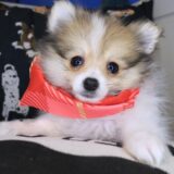 Fawn Pomeranian 02