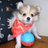 Fawn Pomeranian 03