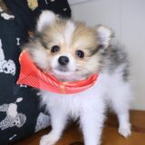Fawn Pomeranian 04