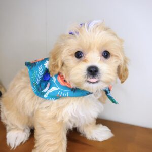 Fifi Shihpoo 01 Fifi Shihpoo 01