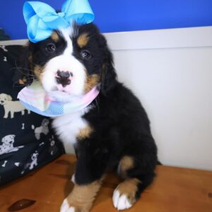 Finley Bernese Mountain 01 Finley Bernese Mountain 01