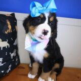 Finley Bernese Mountain 02