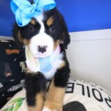Finley Bernese Mountain 03