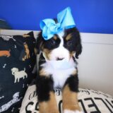 Finley Bernese Mountain 04