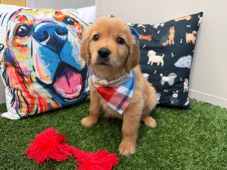 Fiona Golden Retriever 01