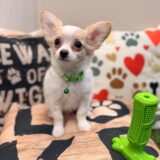 Florence Chihuahua 01