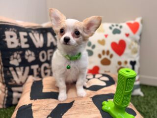 Florence Chihuahua 01