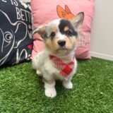 Floss American Corgi 01