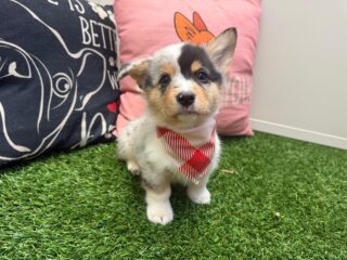 Floss American Corgi 01
