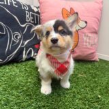 Floss American Corgi 02