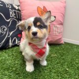 Floss American Corgi 04
