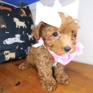 Gia Shihpoo 01 Gia Shihpoo 01