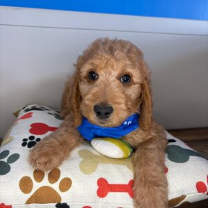 Ginkgo Standard Goldendoodle 01 Ginkgo Standard Goldendoodle 01