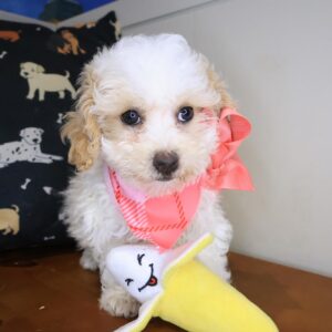 Giorgia Bichapoo 01 Giorgia Bichapoo 01