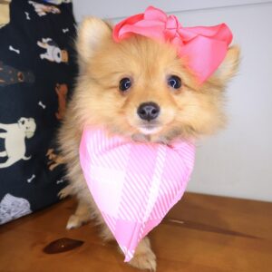 Giorgia Pomeranian 01 Giorgia Pomeranian 01