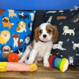 Goji Cavalier King Charles Spaniel 01