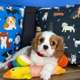 Goji Cavalier King Charles Spaniel 02