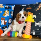 Goji Cavalier King Charles Spaniel 03