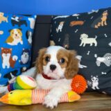 Goji Cavalier King Charles Spaniel 04