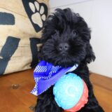Goose Shihpoo 01