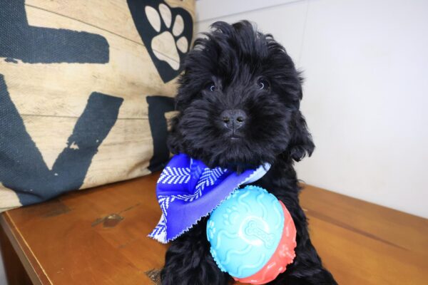 Goose Shihpoo 01