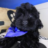 Goose Shihpoo 02