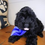 Goose Shihpoo 04