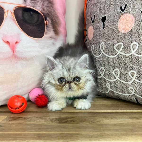 Groot Persian 01