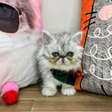 Groot Persian 02