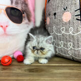Groot Persian 03
