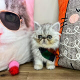 Groot Persian 04