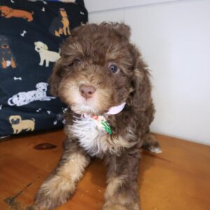 Gusto Cockapoo 01 Gusto Cockapoo 01